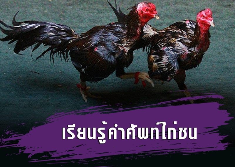 คำศัพท์ แทงไก่ชน