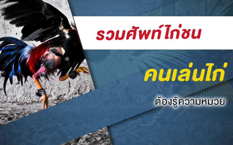 รวมคำศัพท์ที่ คนตีไก่ ควรรู้